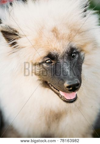 Gray Keeshound, Keeshond, Keeshonden Dog (german Spitz) Wolfspitz