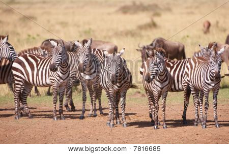 Kudde van Zebra's (Afrikaanse paardachtigen) en Blauwe gnoe (connochaetes Taurinus)