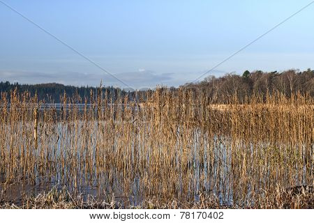 Rush At The Lake