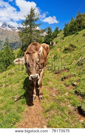Cow On Alpine Path
