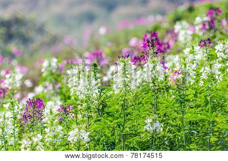 Purple And White Flowers In The Field With Blurred Backgroud