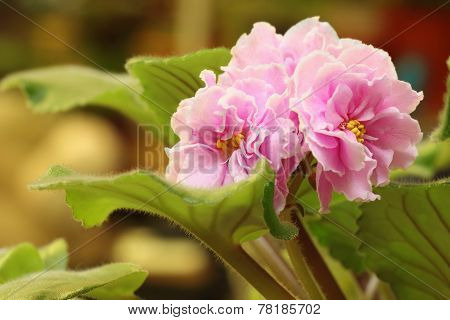 Pink Saintpaulia