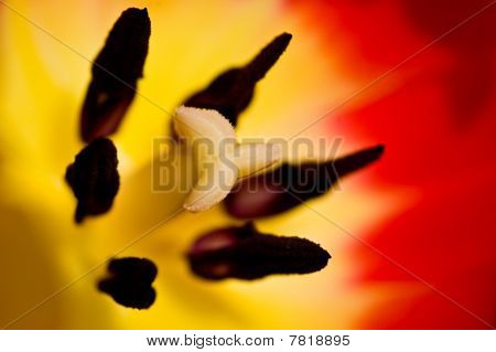 Tulip