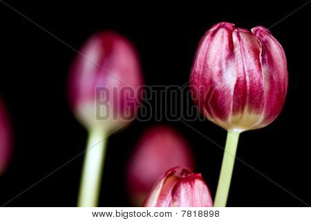 Tulipaner