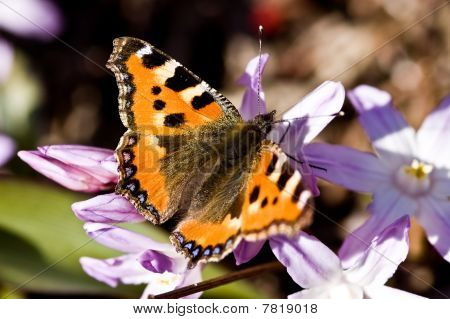 Sommerfugl