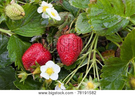 Fresh Organic Strawberries