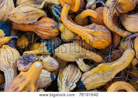 Winter squash and gourds