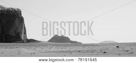 Camel in Desert