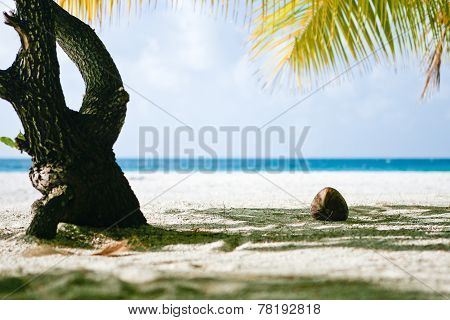 Coconut on Beach