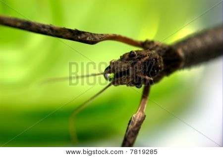 Walkingstick