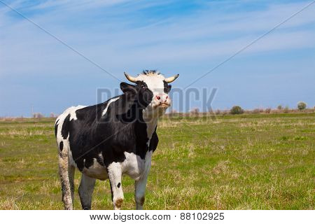 One cow on a field