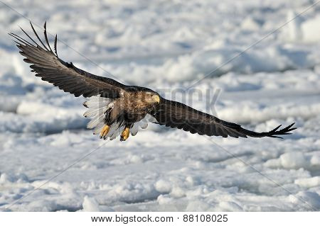 White-tailed Sea Eagle