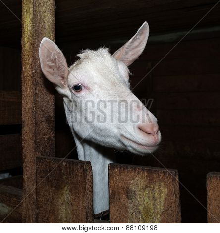 Saanen White Goat In Barn