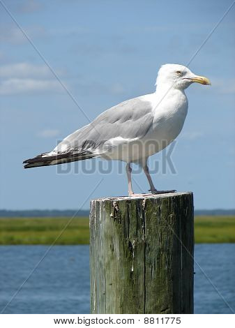 Seagull on the Dock by the Bay