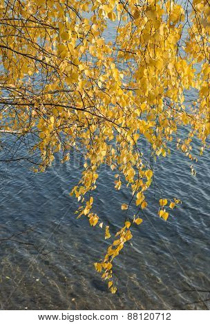 Yellow Birch Leaves On A Background Of Water.