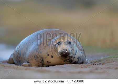 Grey Seal