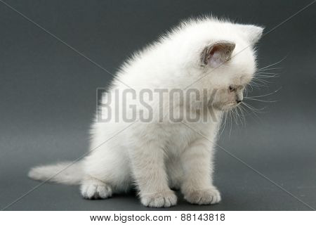Nice Cute British Kitten