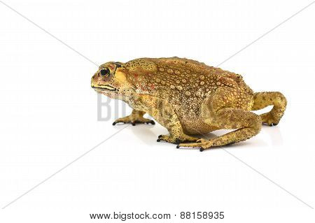 Toad