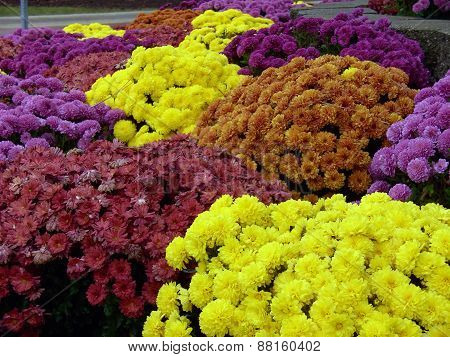 Chrysanthemums of Various Colors