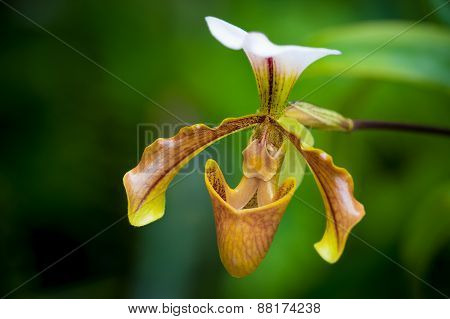 Paphiopedilum gratrixianum orchid in a botanical garden