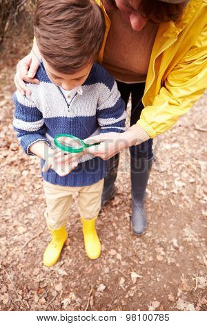 Boy With Mother Examining Insect With Magnifying Glass