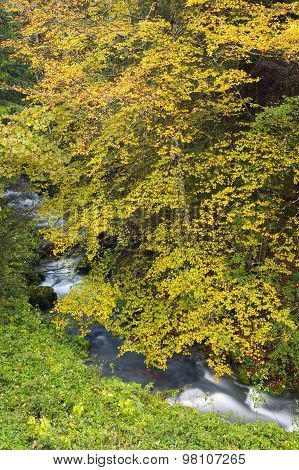 Autumn forest