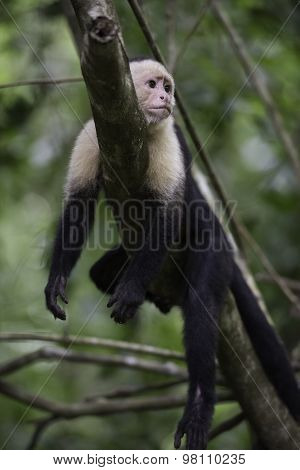 Gracile Capuchin Monkey