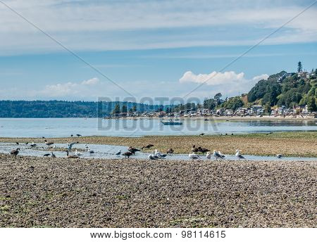 Birds And Three Tree Point