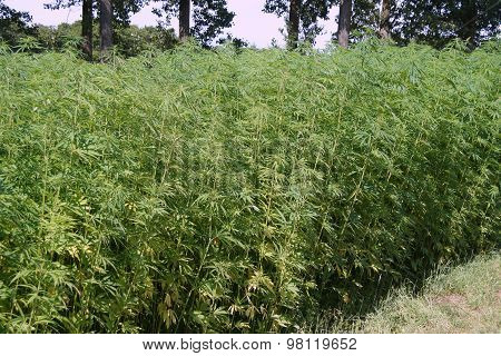 Marijuana field - Hennep or Cannabis (Cannabis sativa)