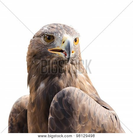 Beautiful Strong Raptor Golden Eagle Bird