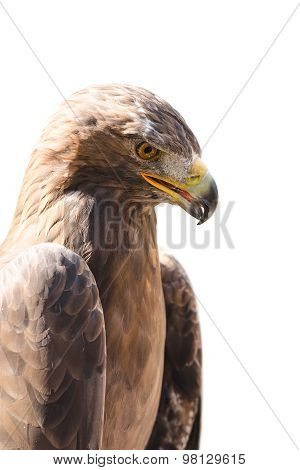 Vertical Close-up Profile Portrait Of Golden Eagle