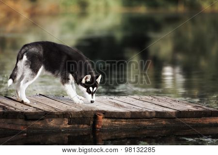 Husky Standing On The Brink Of A Lake