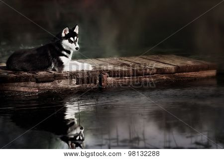 Husky Standing On The Brink Of A Lake