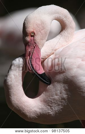 Greater flamingo (Phoenicopterus roseus). Wild life animal. 