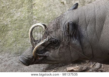 Sulawesi babirusa (Babyrousa celebensis). Wild life animal. 