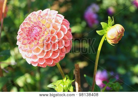 Dahlia Flower