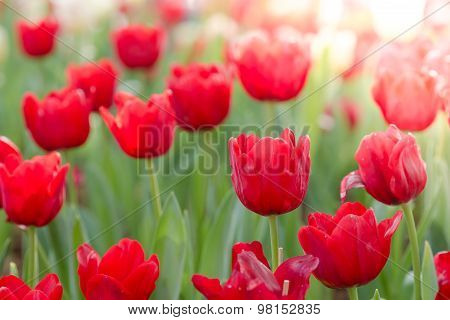 Blooming Spring Flowers Tulips In The Sunlight