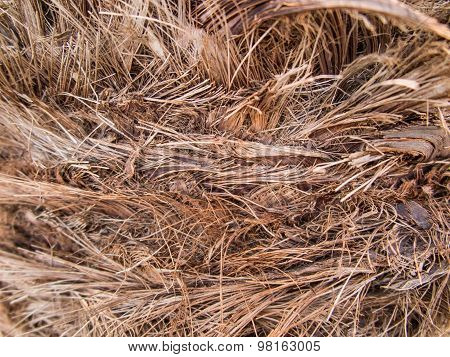 Background, Bark Date Palm