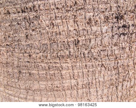 Background, Bark Date Palm