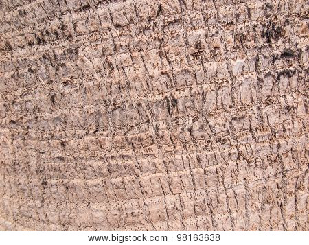 Background, Bark Date Palm