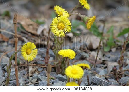 Coltsfoot (Tussilago farfara)