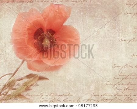 Vintage Postcard Template With Poppy Flower On Shabby Paper.