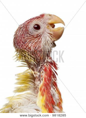 Platycercus eximius, Platycercus Eximius, 5 semanas viejo frente fondo blanco