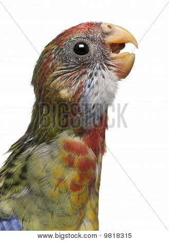 Platycercus eximius, Platycercus Eximius, 5 semanas viejo frente fondo blanco