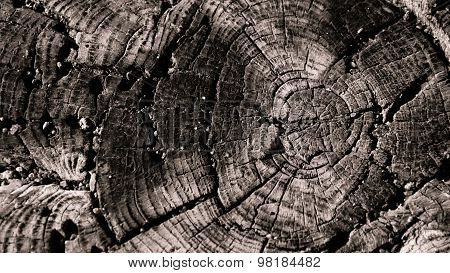 Wooden Circle