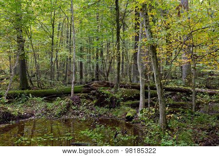 Old Oak Tree And Water In Late Fall Forest