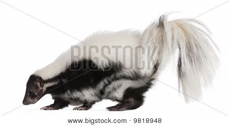 Gestreepte Skunk, Mephitis Mephitis, 5 jaar oud, staande voor de witte achtergrond