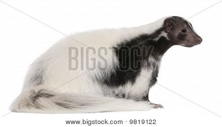 Gestreepte Skunk, Mephitis Mephitis, 5 jaar oud, zit op witte achtergrond