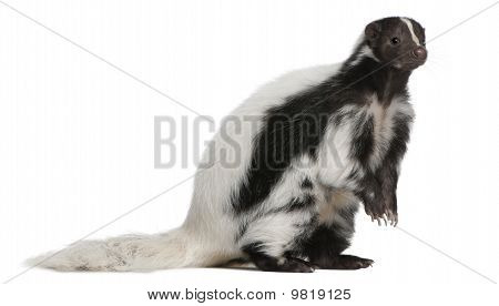 Gestreepte Skunk, Mephitis Mephitis, 5 jaar oud, zit op witte achtergrond