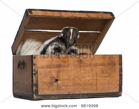 Gestreepte Skunk, Mephitis Mephitis, 5 jaar oud, afkomstig uit de doos voor witte achtergrond